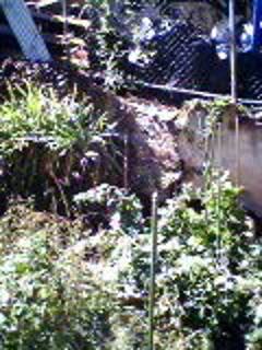 BainbridgeGarden2006