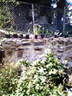 BainbridgeGarden2006