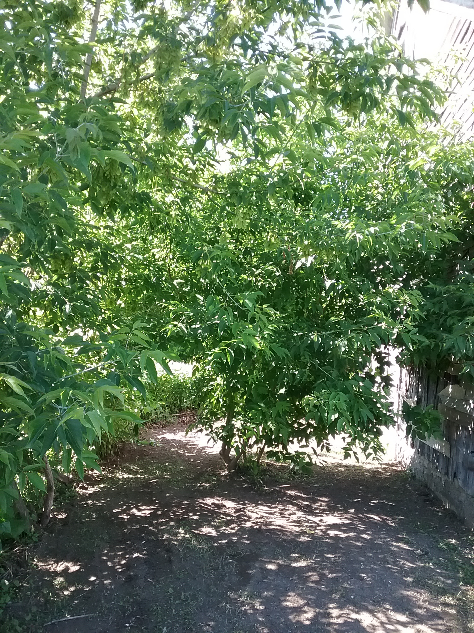 Cleaned the West side of the barn where her chickens were supposed to have been.