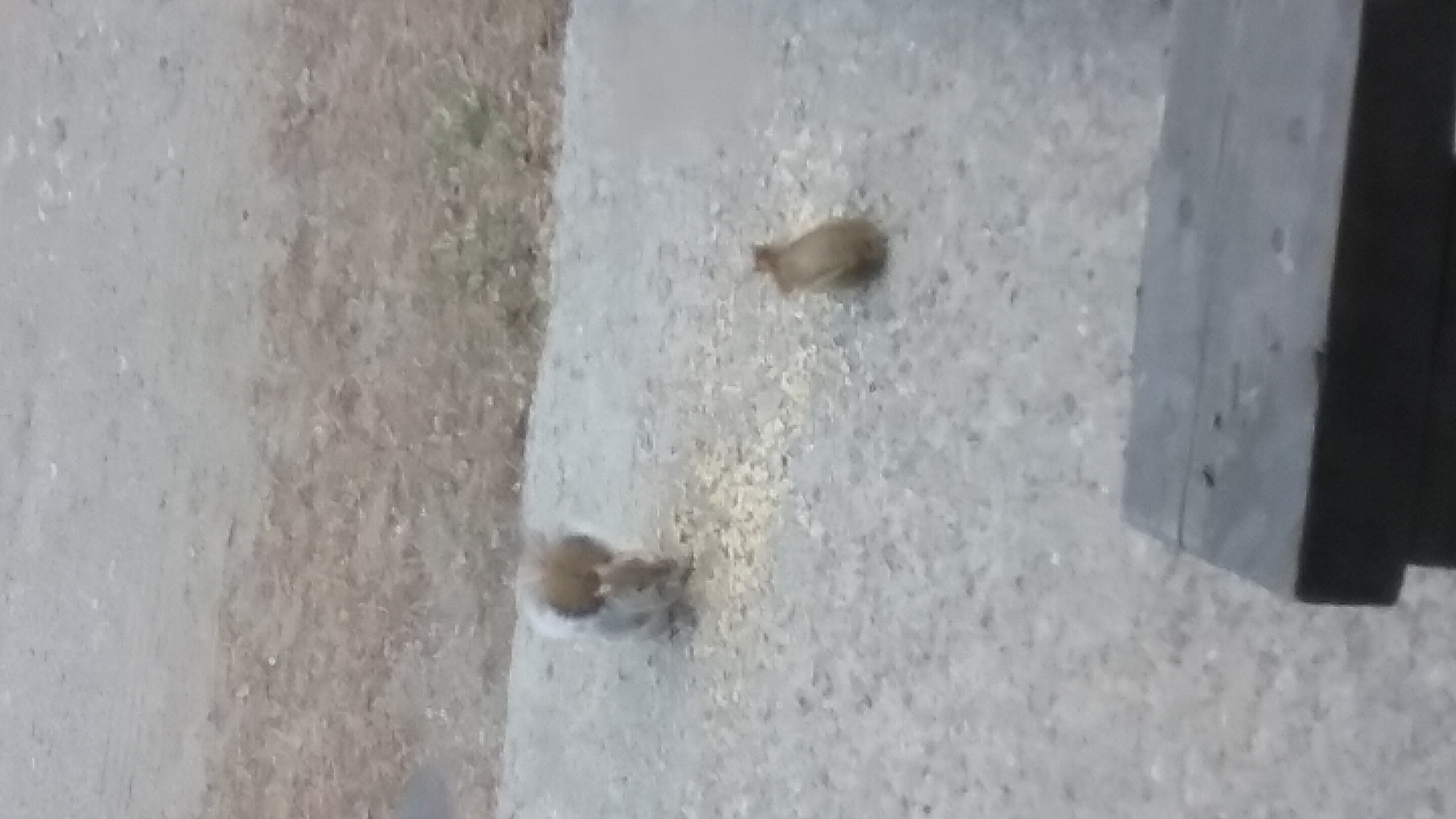 20210410_065642 20210410_065642