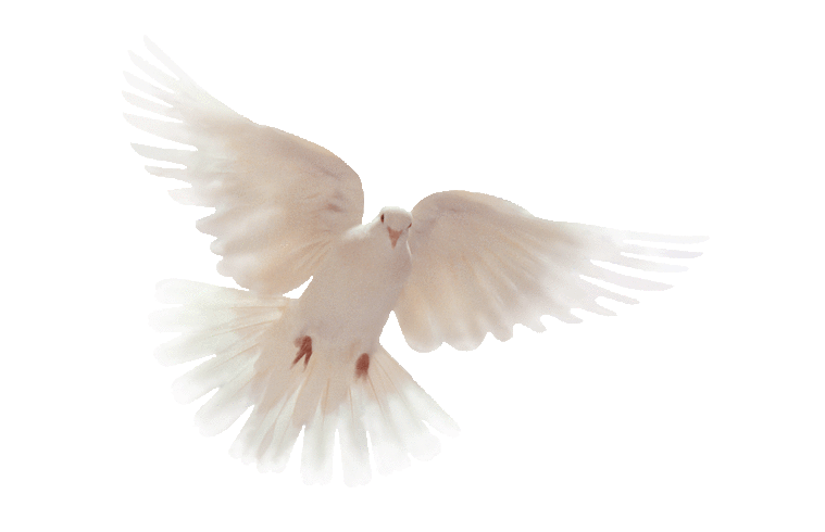 dove on white
